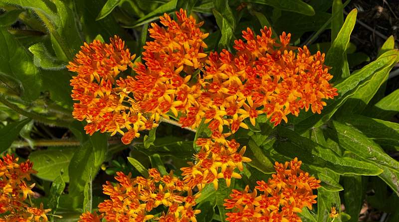 butterfly weed