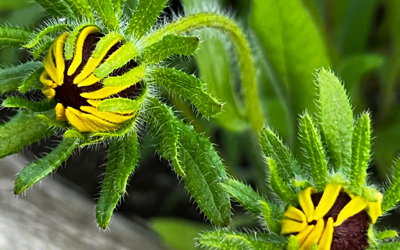 two yellow flowers blooming